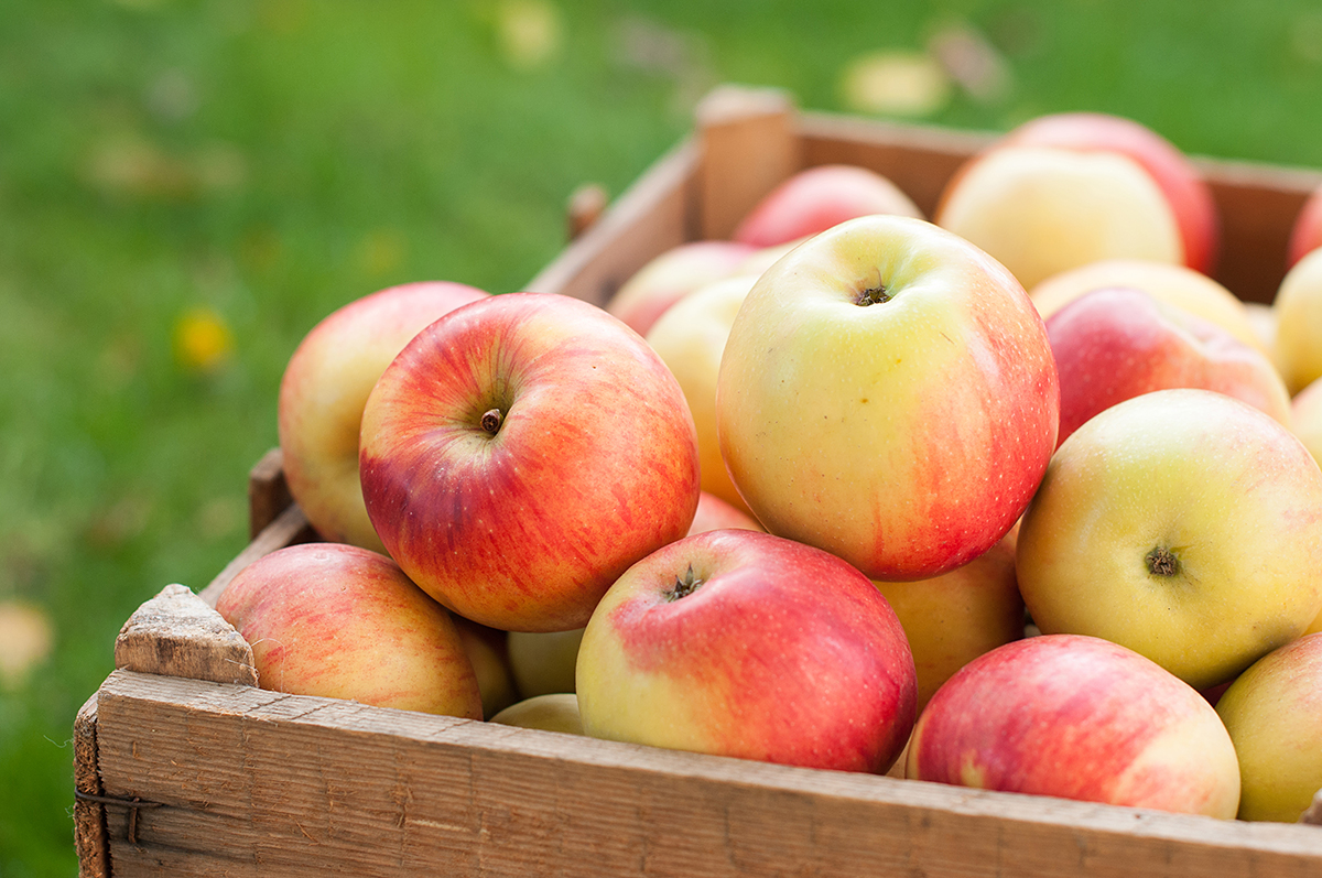 США и Индия: новые правила импорта яблок и минимальных цен