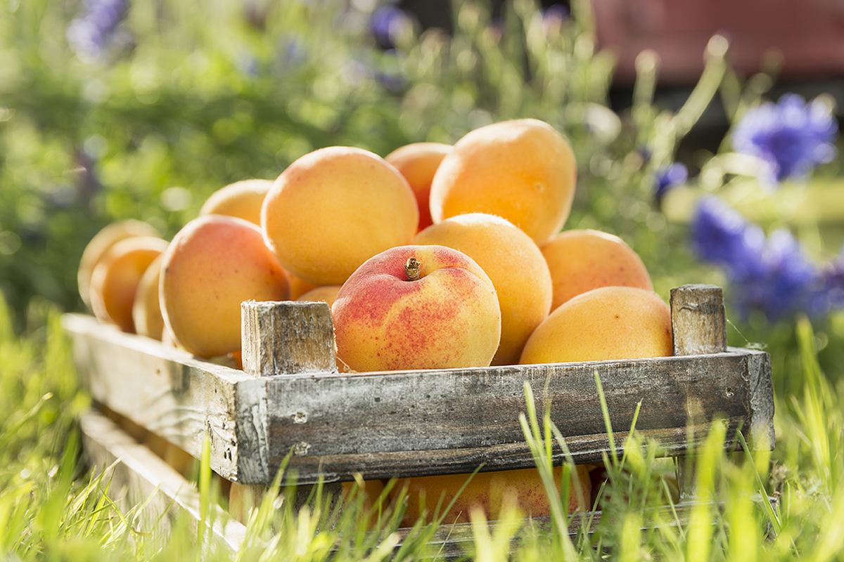 Armenia expands agricultural exports as EU trade opportunities grow