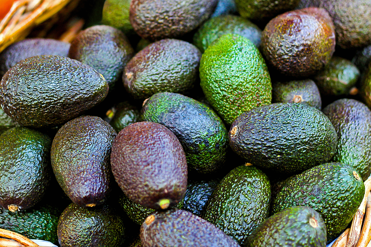 Kenya suspends avocado sea exports from October 30 due to low harvest ...