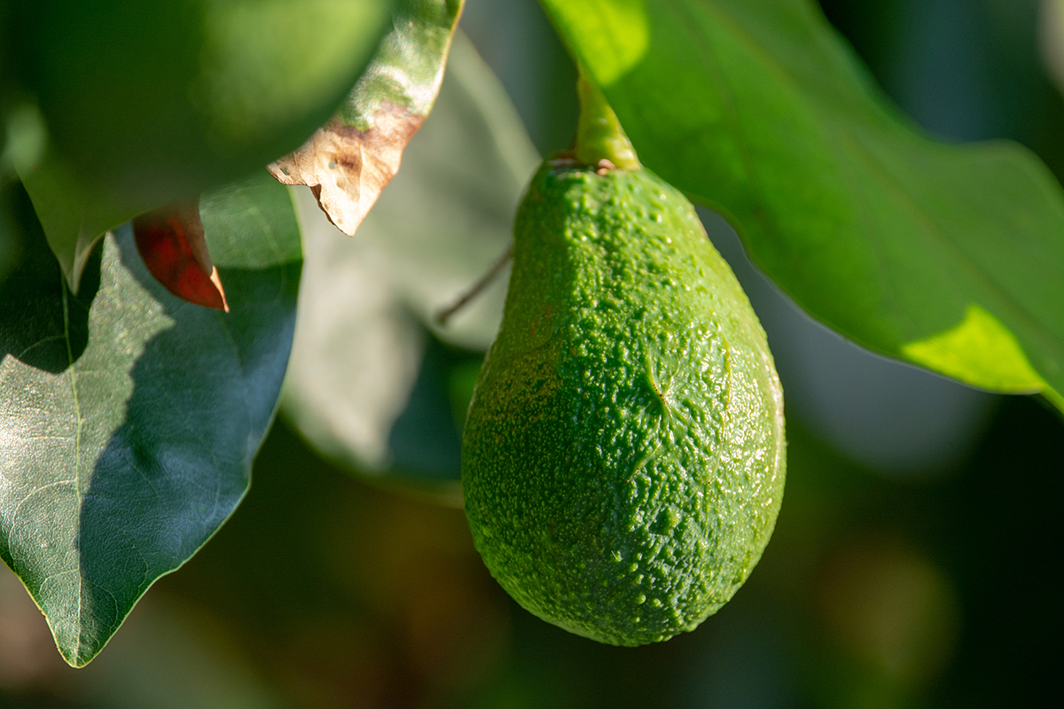 Namibia witnesses uptick in avocado imports - Vimarsana News