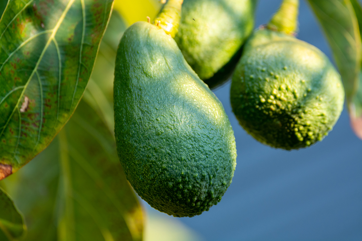 Rwandese avocado-export stijgt naar 4.201 ton