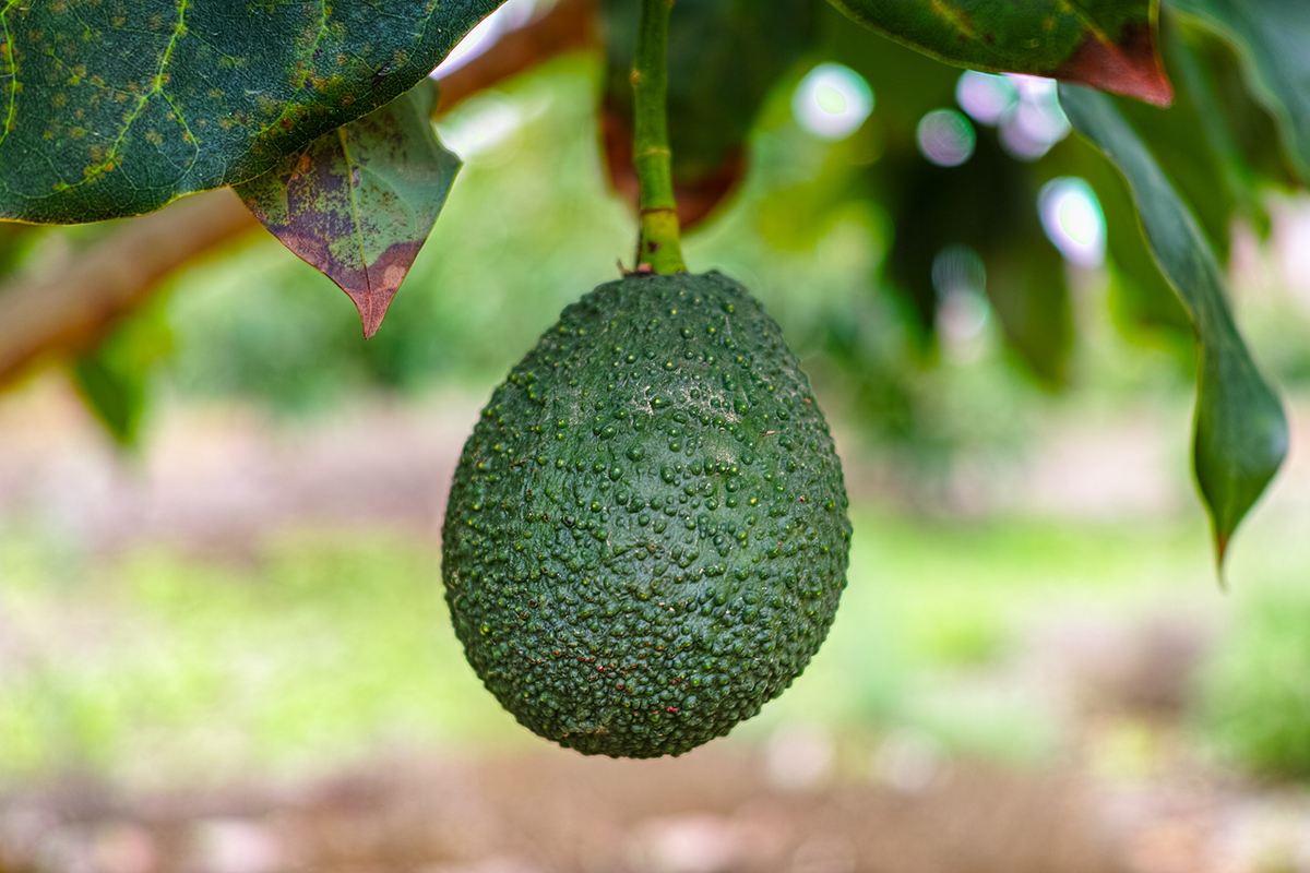 Met steun uit Nederland verschuift Ethiopië avocado-export naar zeevracht