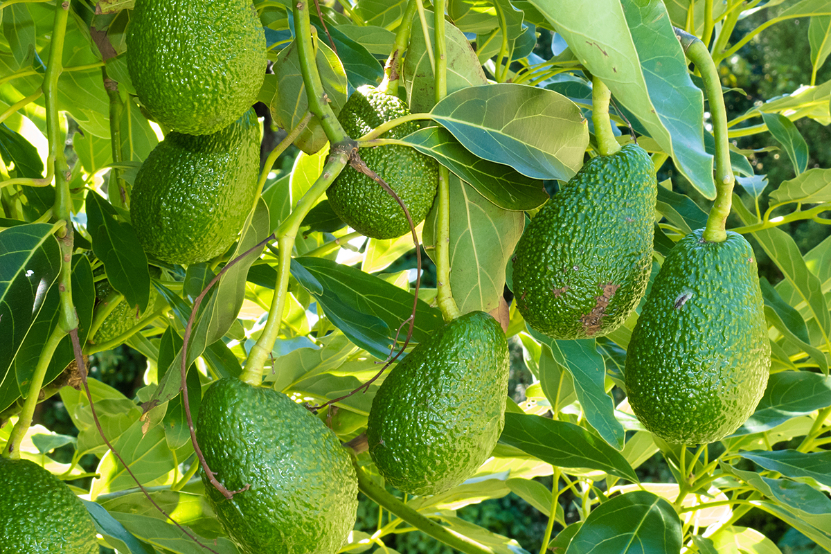 Israël wil 132.000 ton avocado's exporteren