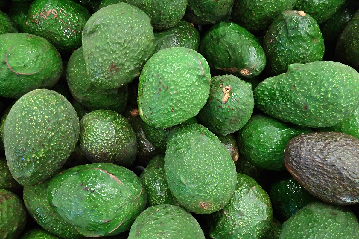 Намибия тестирует экспорт авокадо из Замбии через Уолфиш-Бей