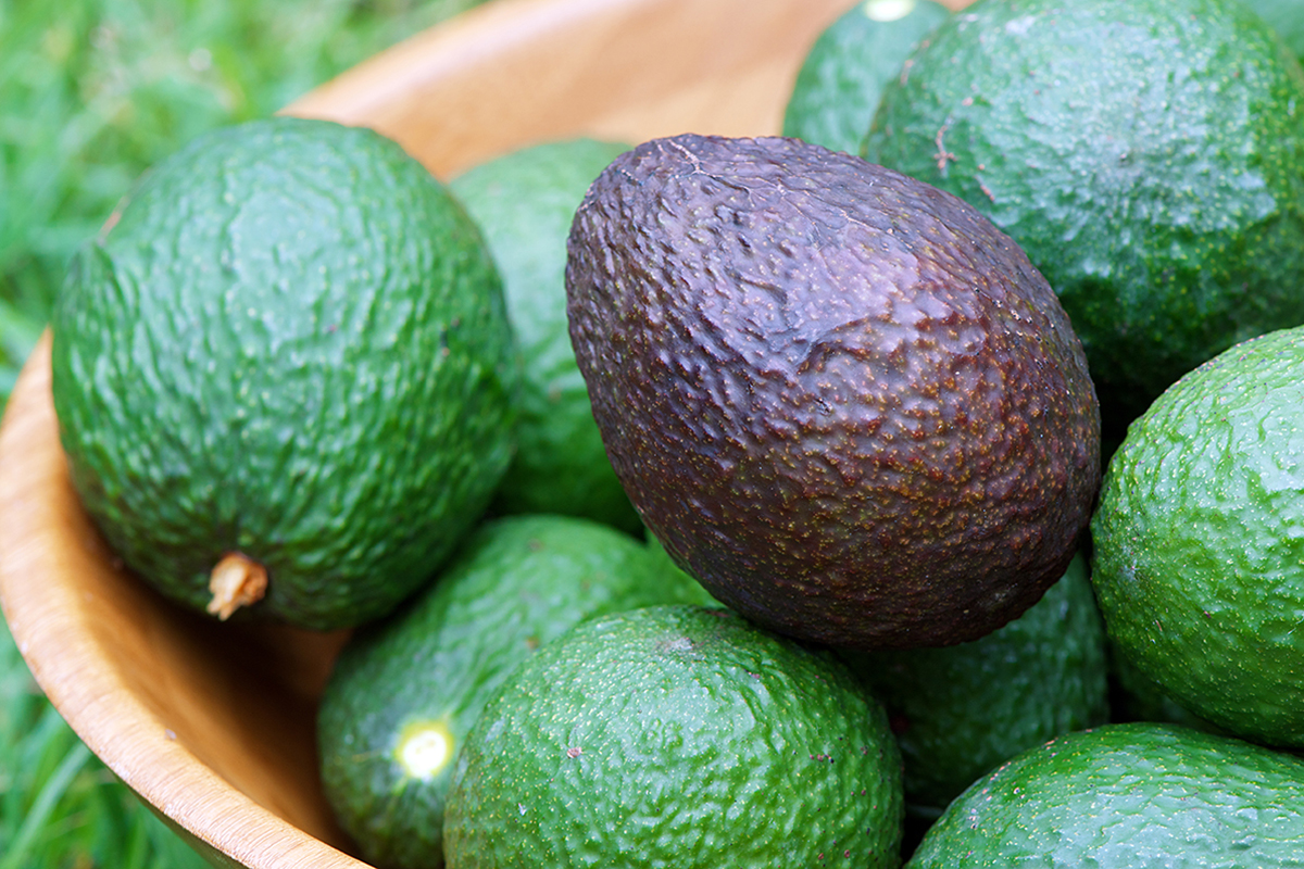 Marokko leidt Afrikaanse avocado-export van 430.000 ton