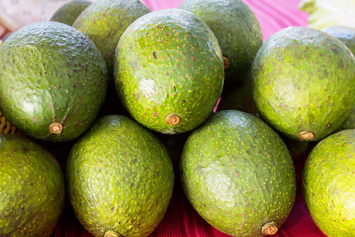 Экспорт авокадо из ЮАР: прогноз на 22 миллиона коробок