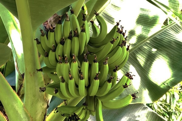 Ecuador trekt kar voor genetische versterking van Cavendish banaan