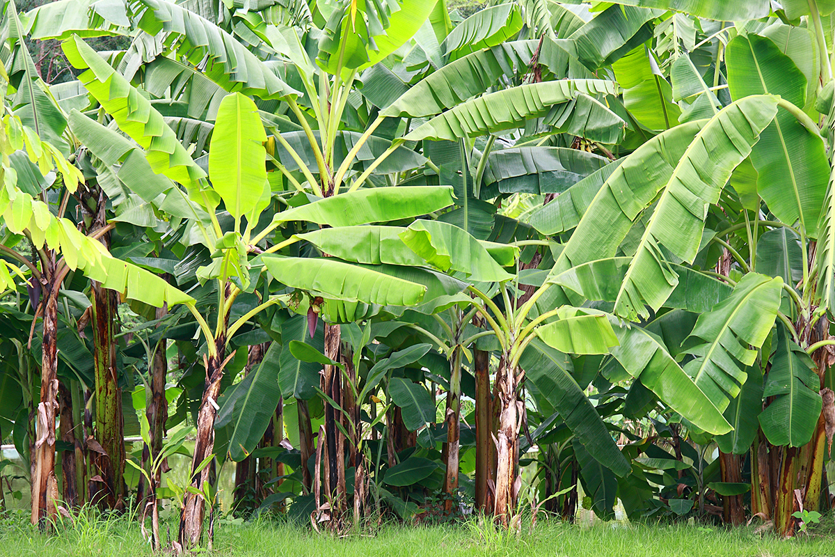 Experimental banana harvesting methods in Holguin province - Vimarsana News