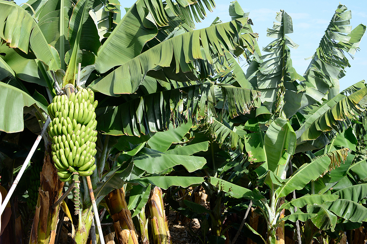 Namibia set to harvest first locally grown bananas, reducing reliance ...
