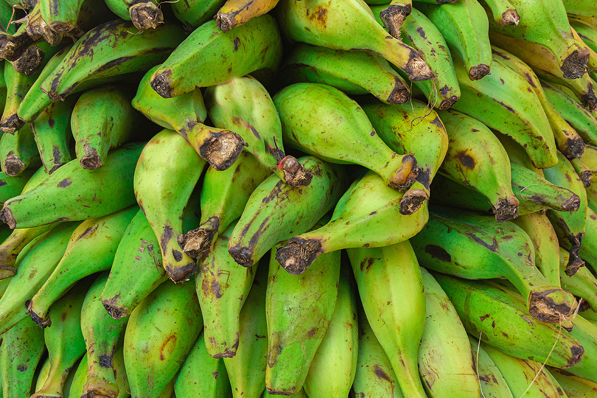 Export Dominicaanse bio-bananen flink gedaald