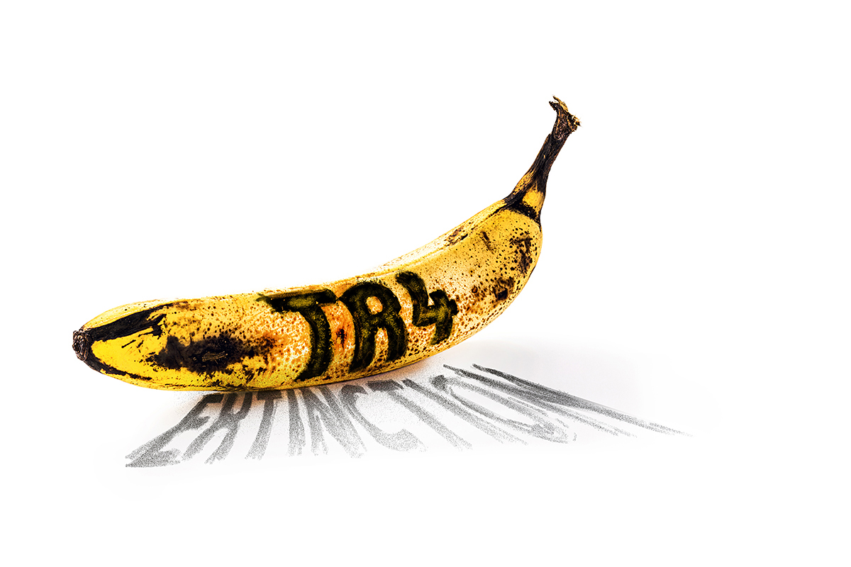 New banana variety resistant to the Fusarium fungus arrives in Ecuador - Vimarsana News