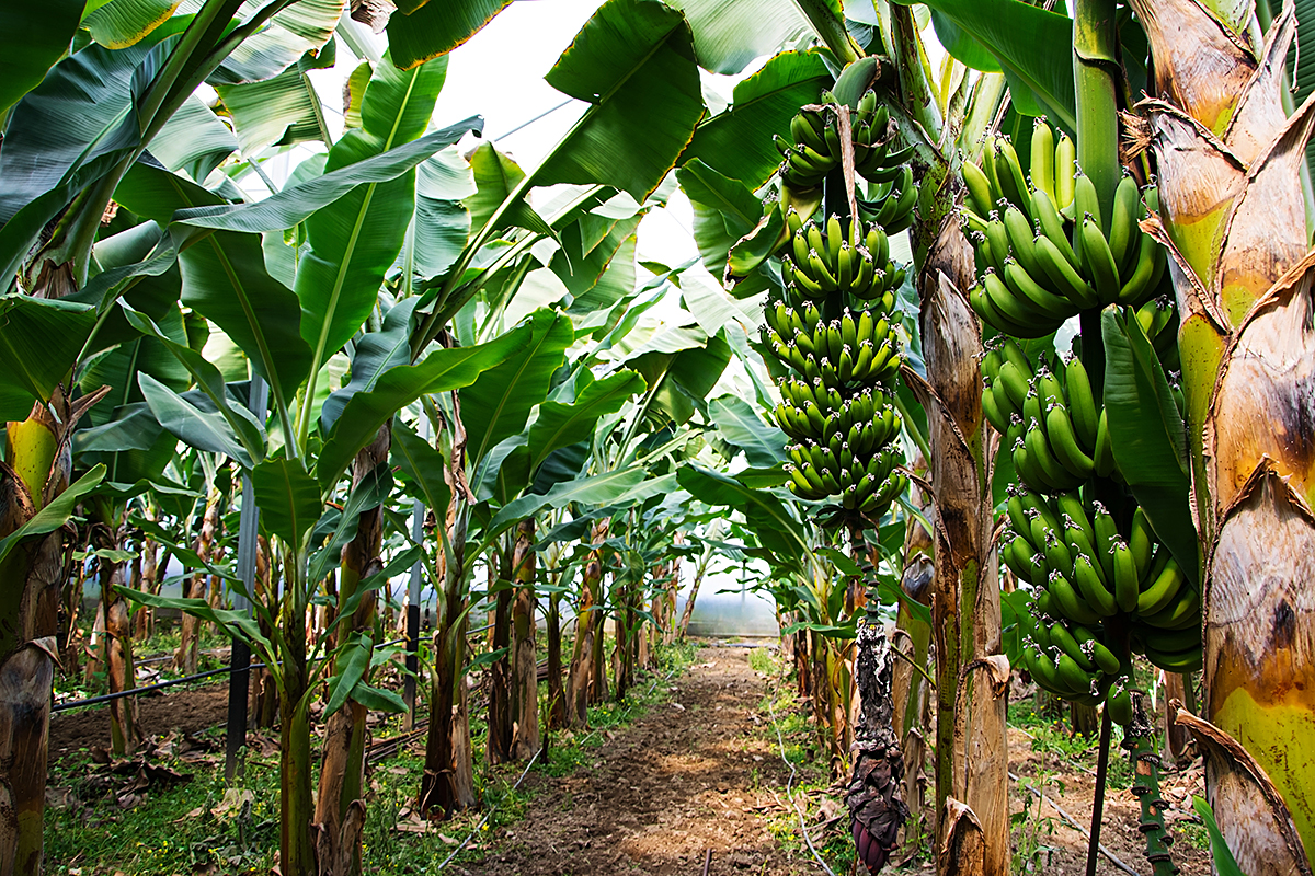 Costa Rican currency pressures trigger 850 banana job cuts