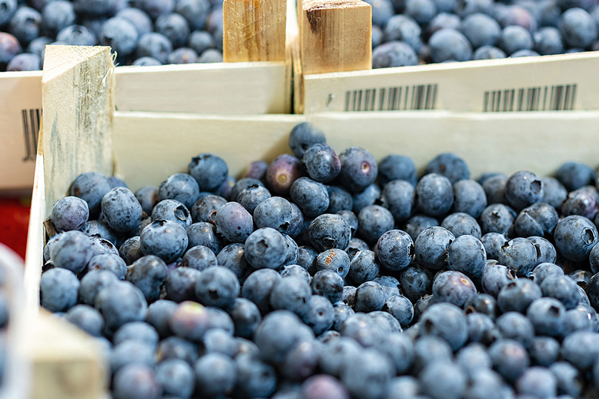 Turkije breidt export blauwe bessen naar Europa uit