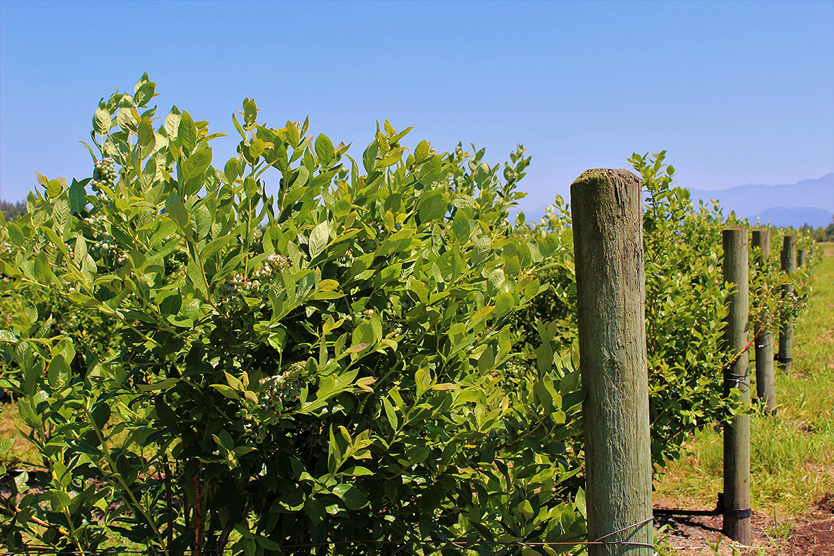 Перуанский проект голубики: инвестиции $60 млн