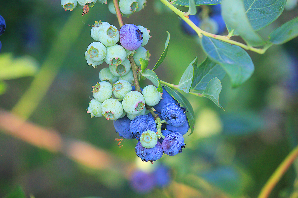 Breder afzetbereik voor Peruaanse blauwe bessen