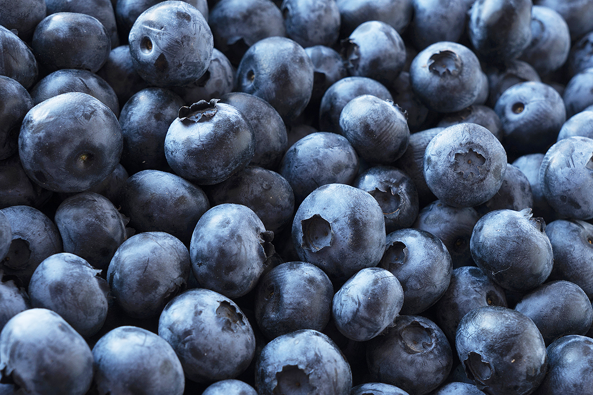 Servië versterkt positie als opkomende exporteur van blauwe bessen