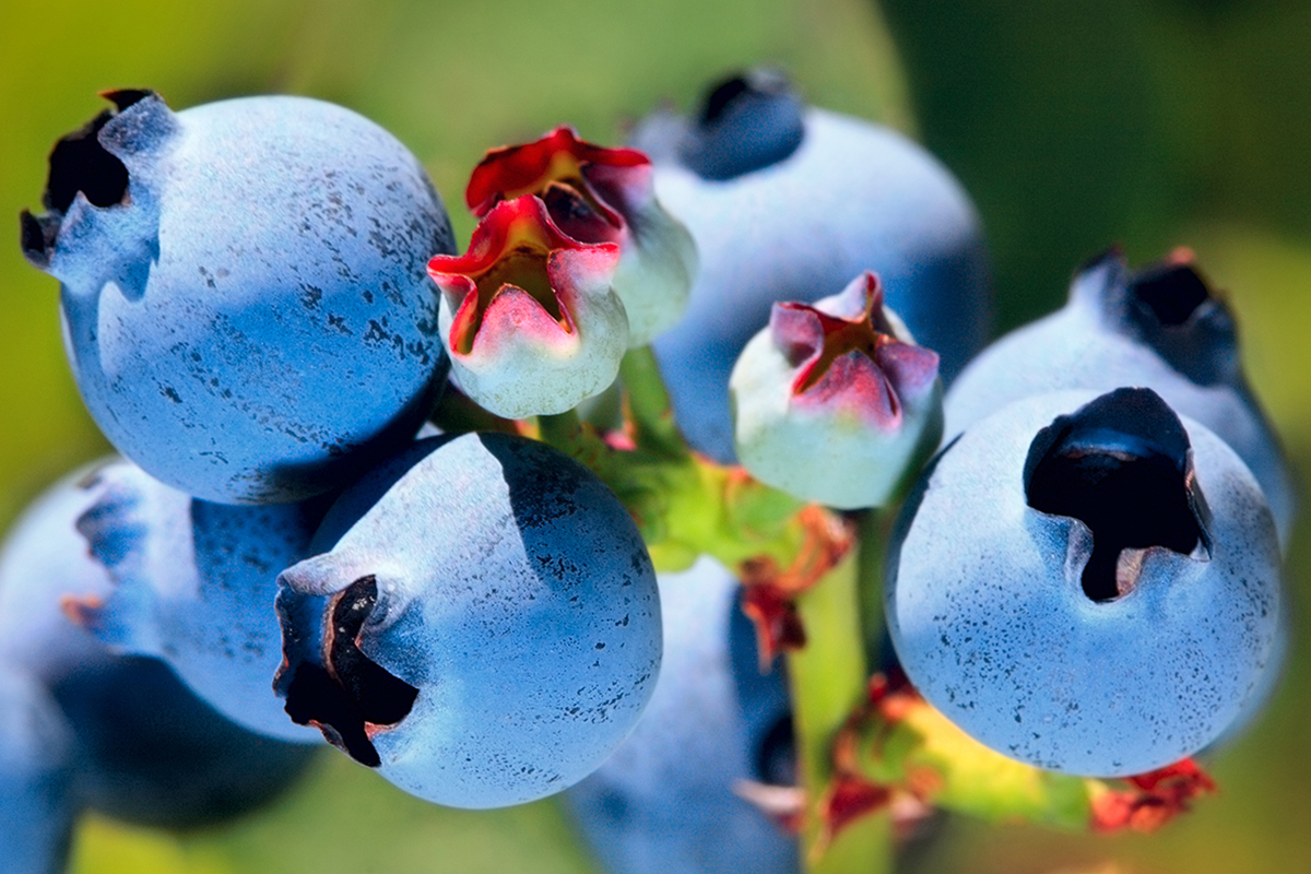 AgriTouch Group en SanLucar gaan 180 ha blauwe bessen planten in Georgië