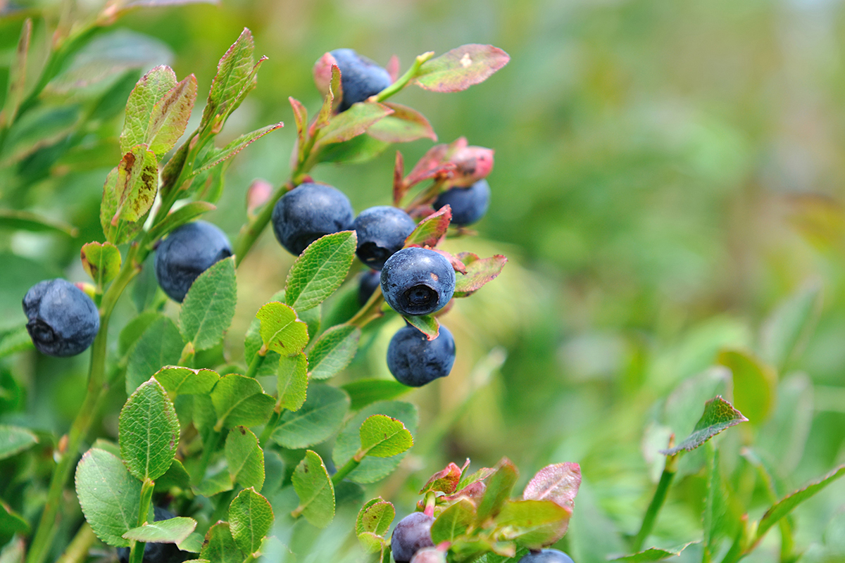 Перуанский фермер меняет 500 гектар на новые сорта