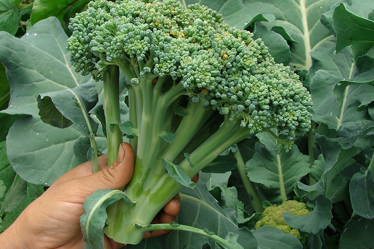 Польские фермеры увеличивают урожай капусты для летнего рынка