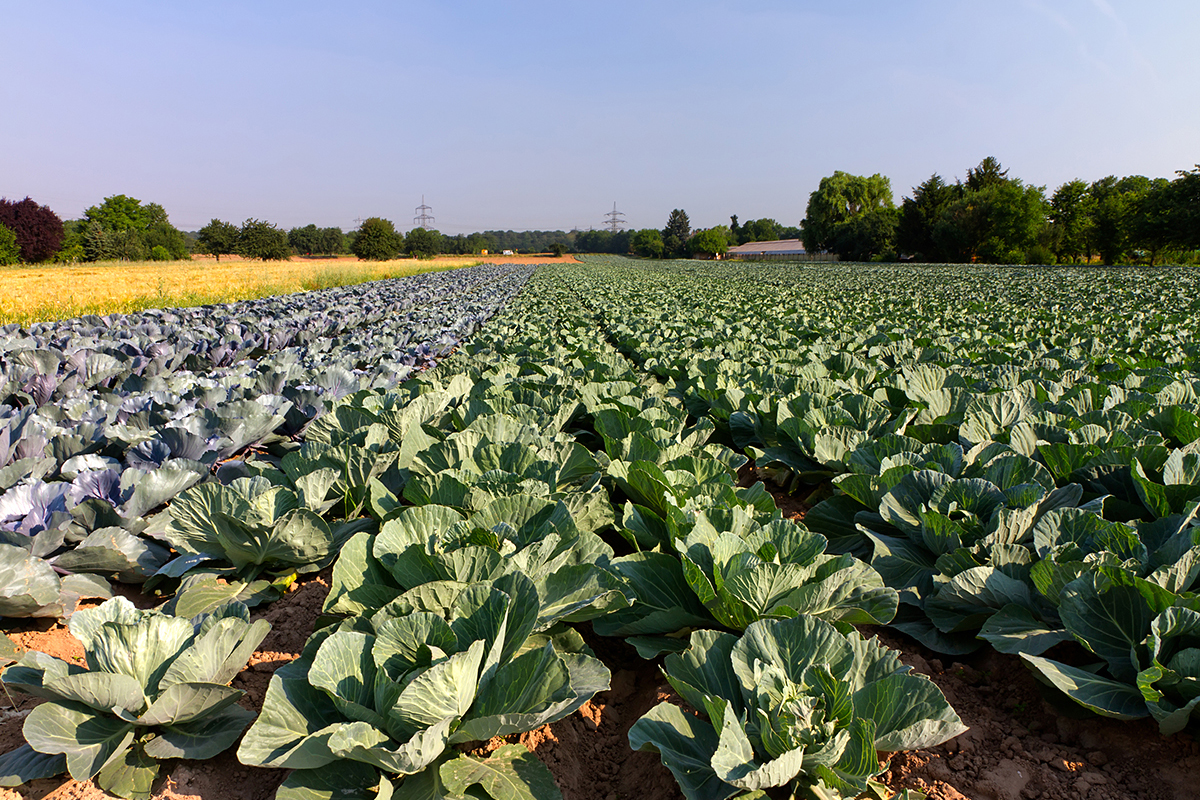 Saksen: Areaal vollegrondsgroenten toegenomen, biologische teelt in opmars
