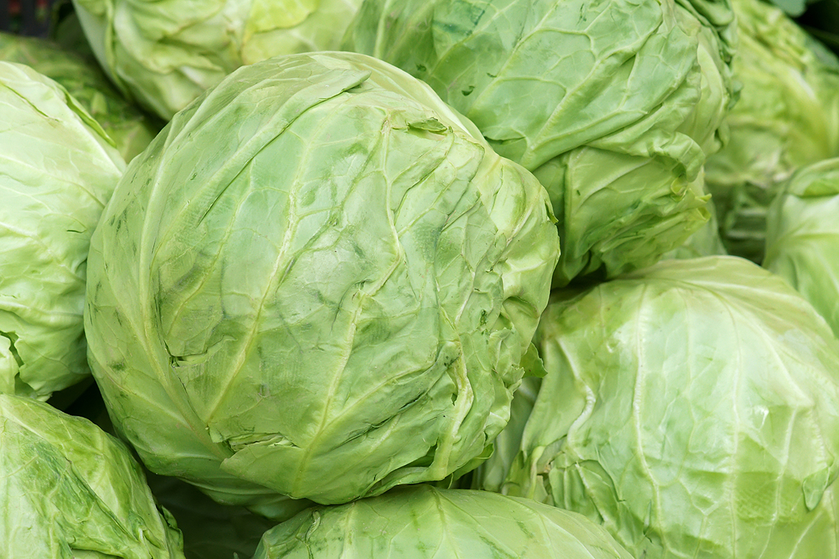 В России обнаружены карантинные вредители в овощах