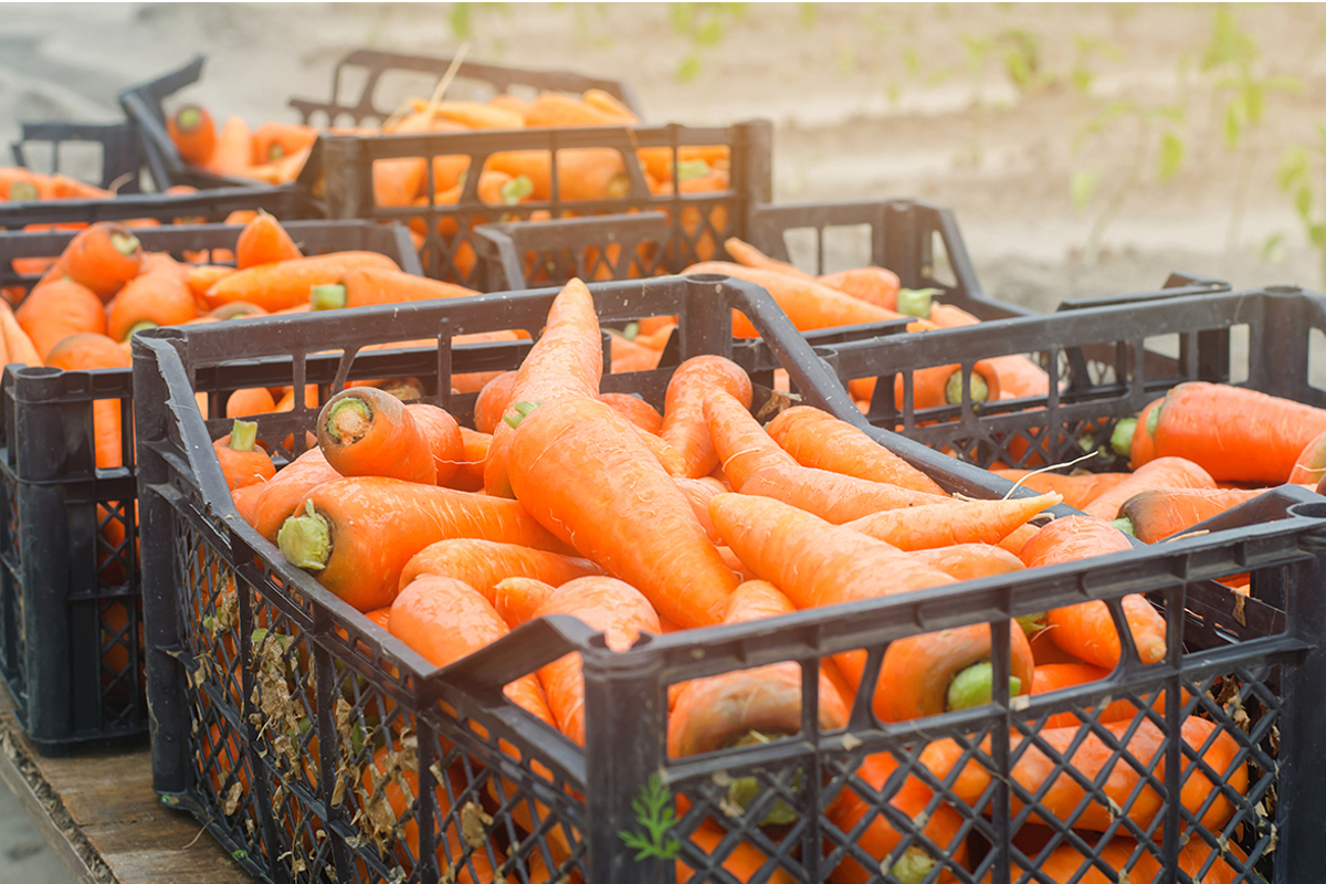 Vruchtgroenten in opmars in Rijnland-Palts