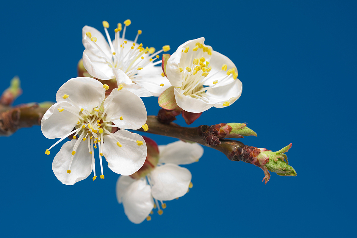 Moldovan May frosts caused heavy damage to fruit orchards