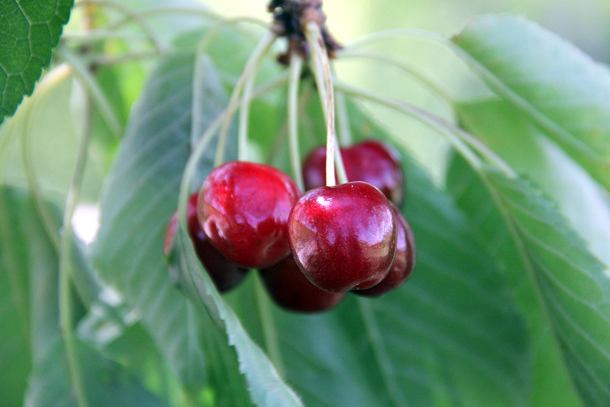 Peru zoekt nichekansen voor kersenteelt in hooggelegen regio’s