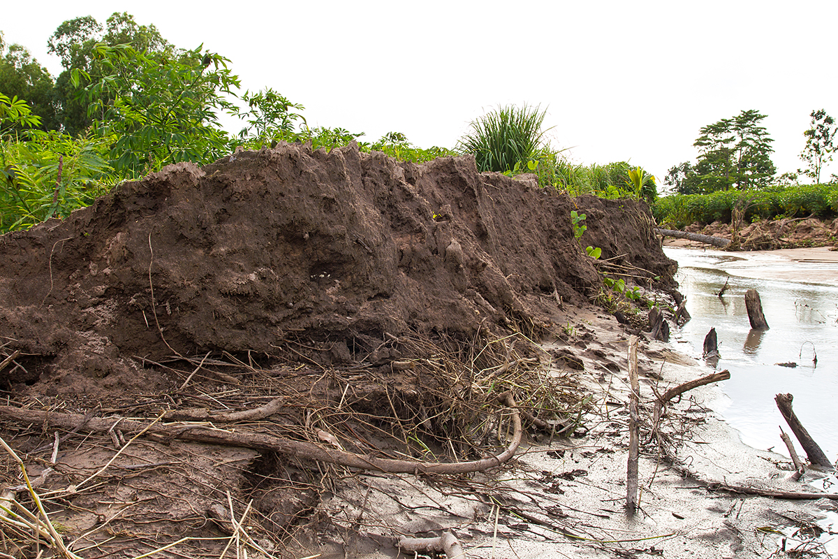 Угроза наводнений для выращивания макадамии и сладкого картофеля в Бундаберге