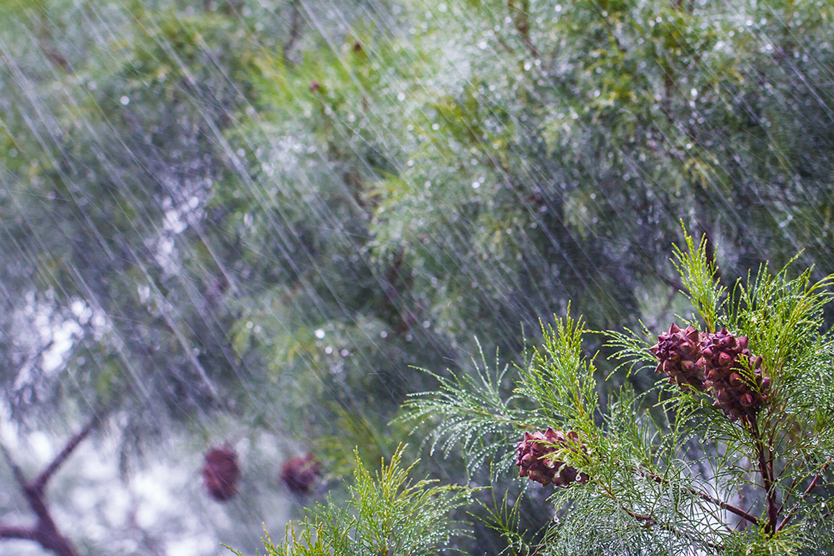 Повышение осадков в Марокко улучшает прогноз на урожай 2025-2026 годов