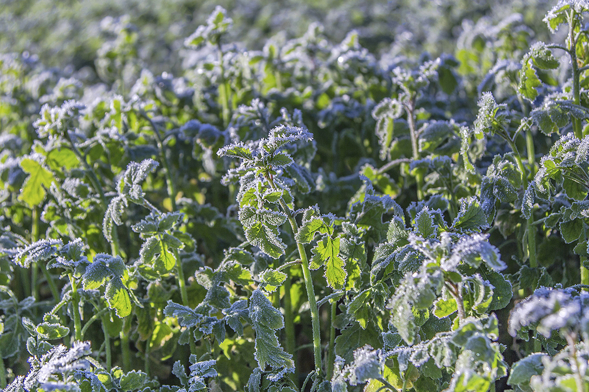Риск заморозков для плодовых культур в Хендерсон-Каунти