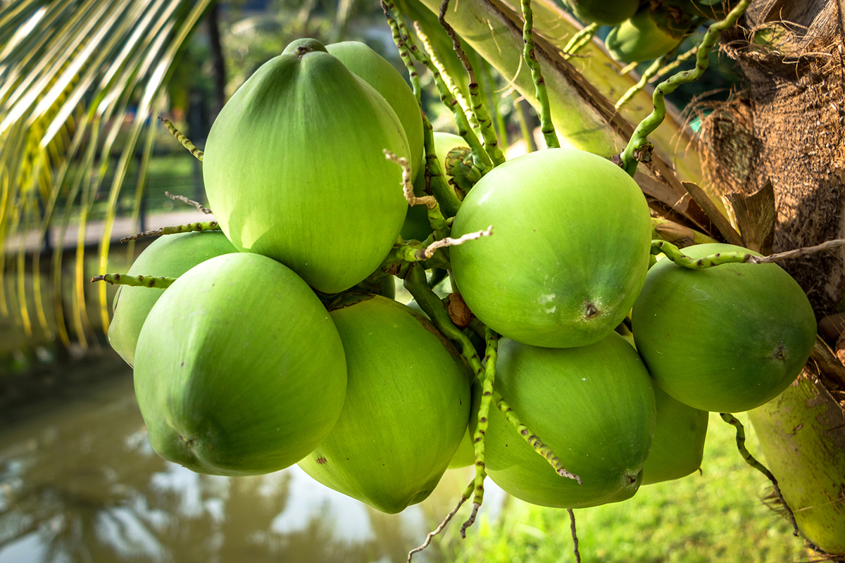 Drought impacts vegetable prices in Mysuru - Vimarsana News
