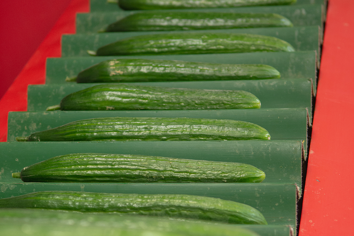 Vlaamse komkommers breken prijsrecord