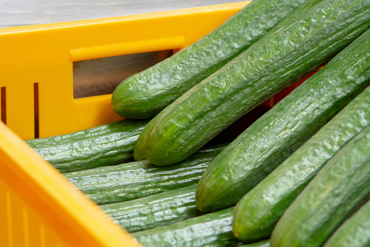 Огурцы стали лидером экспорта овощей из Альмерии