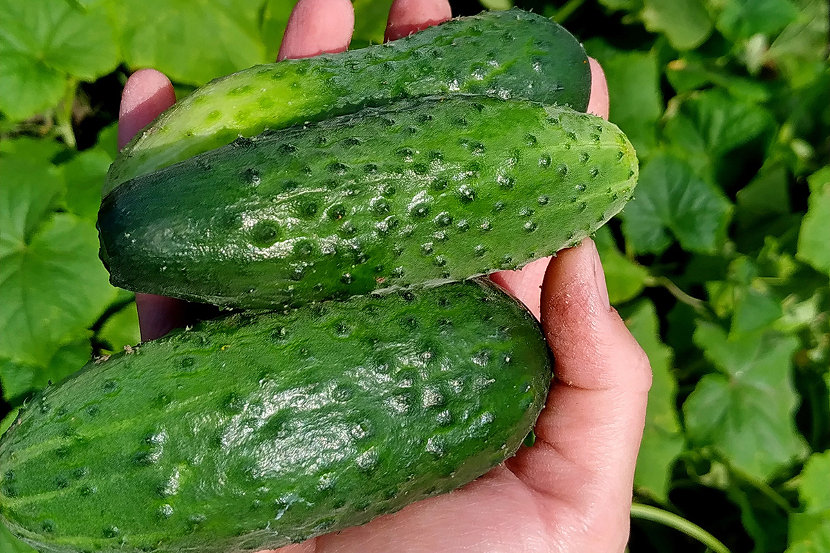 Groenten- en fruitaanvoer uit Spanje en Marokko nog lang niet op niveau na tien tropische stormen