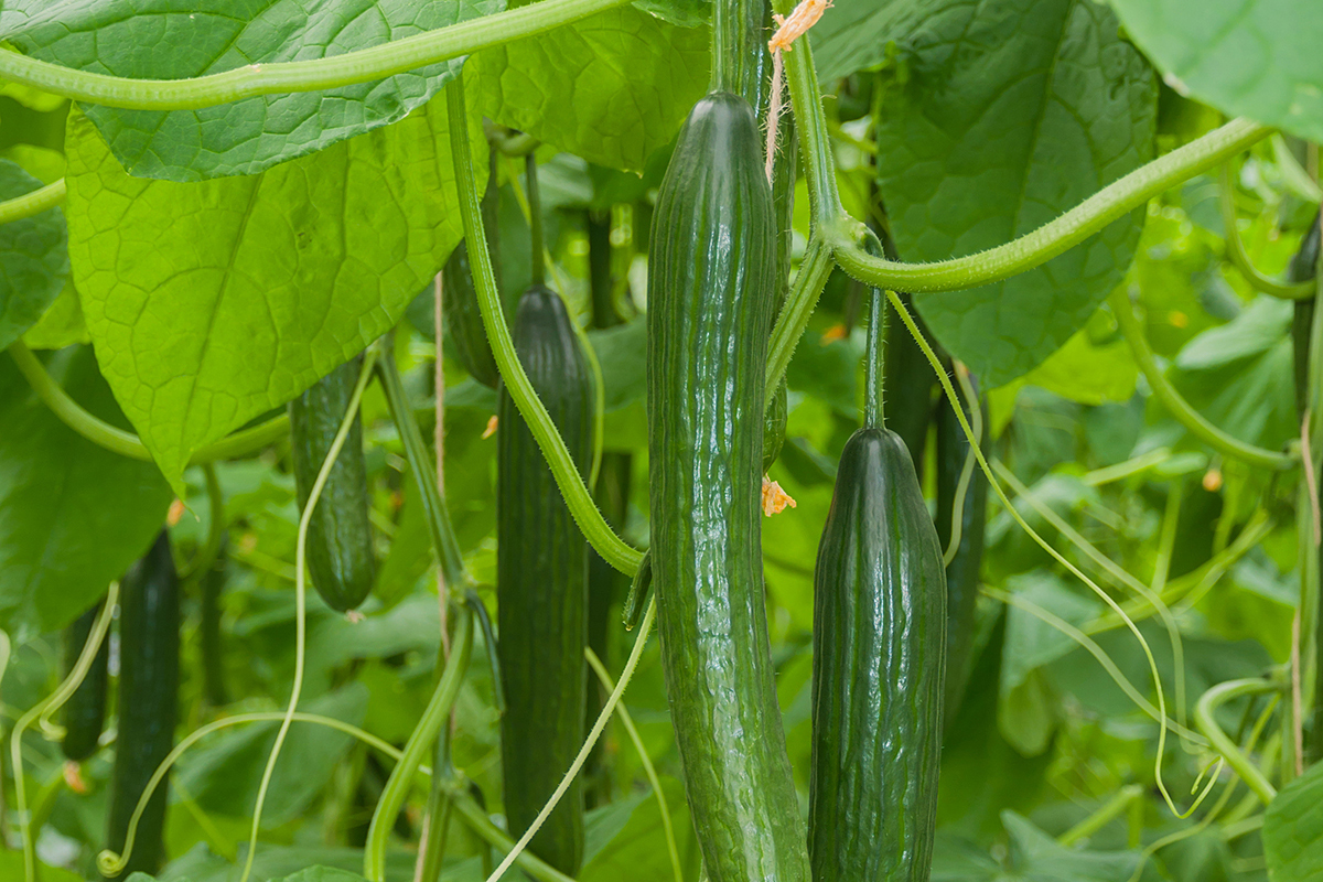 Израиль усиливает контроль над продукцией Палестинской Автономии