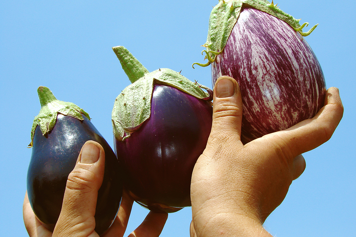 Spain sold a record volume of aubergines in the EU between January and September