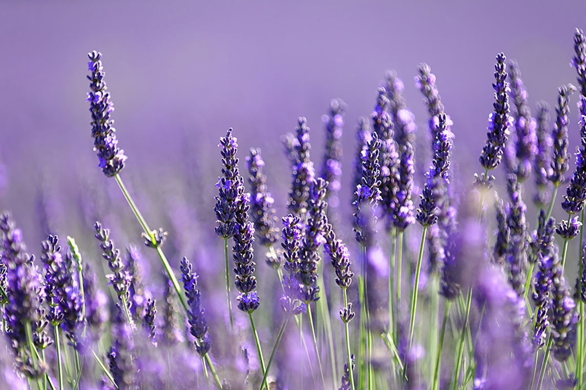 Hunic Water Combined organic biostimulants boost lavender growth and oil yield in ...