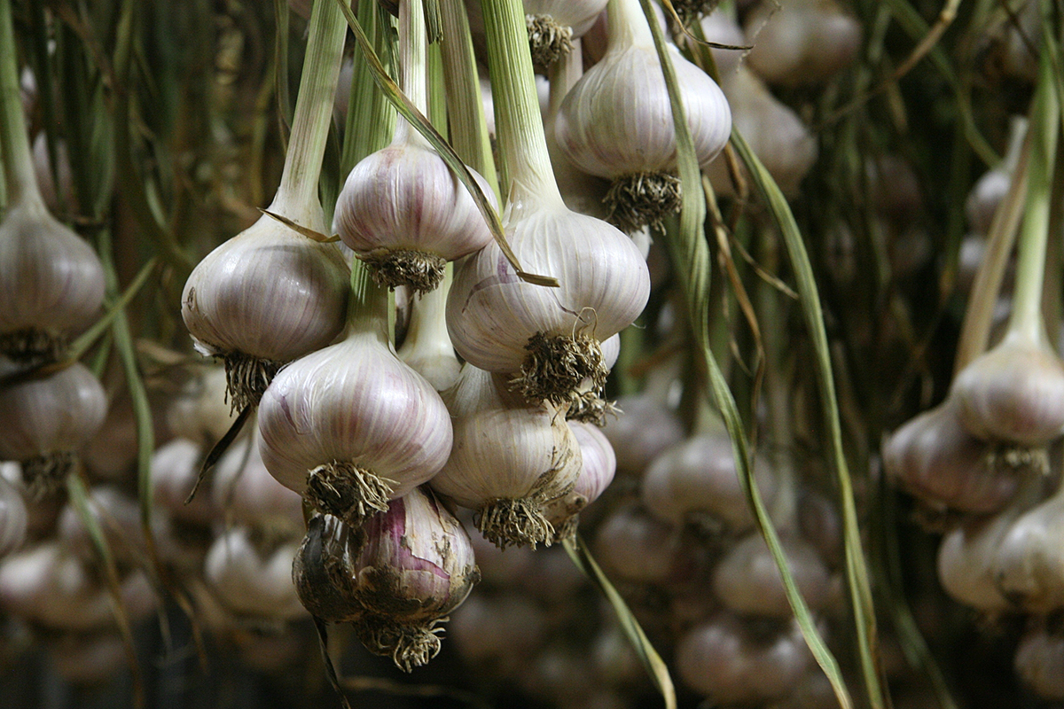 Prijs per kilo Peruaanse knoflook licht lager dan vorig jaar