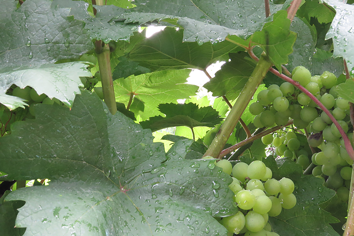 Unique grape greenhouse launched in Western Ukraine