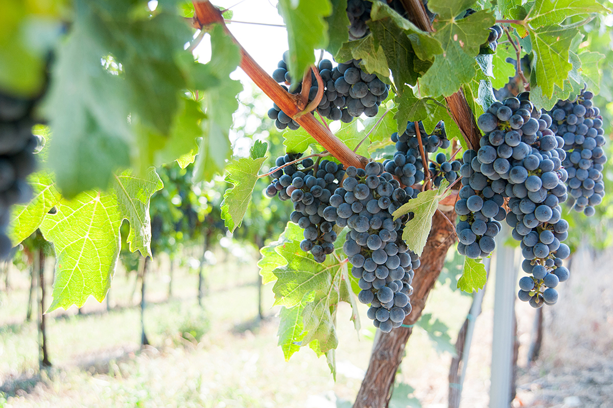 Новые рекомендации по удобрениям для виноградников в Бразилии
