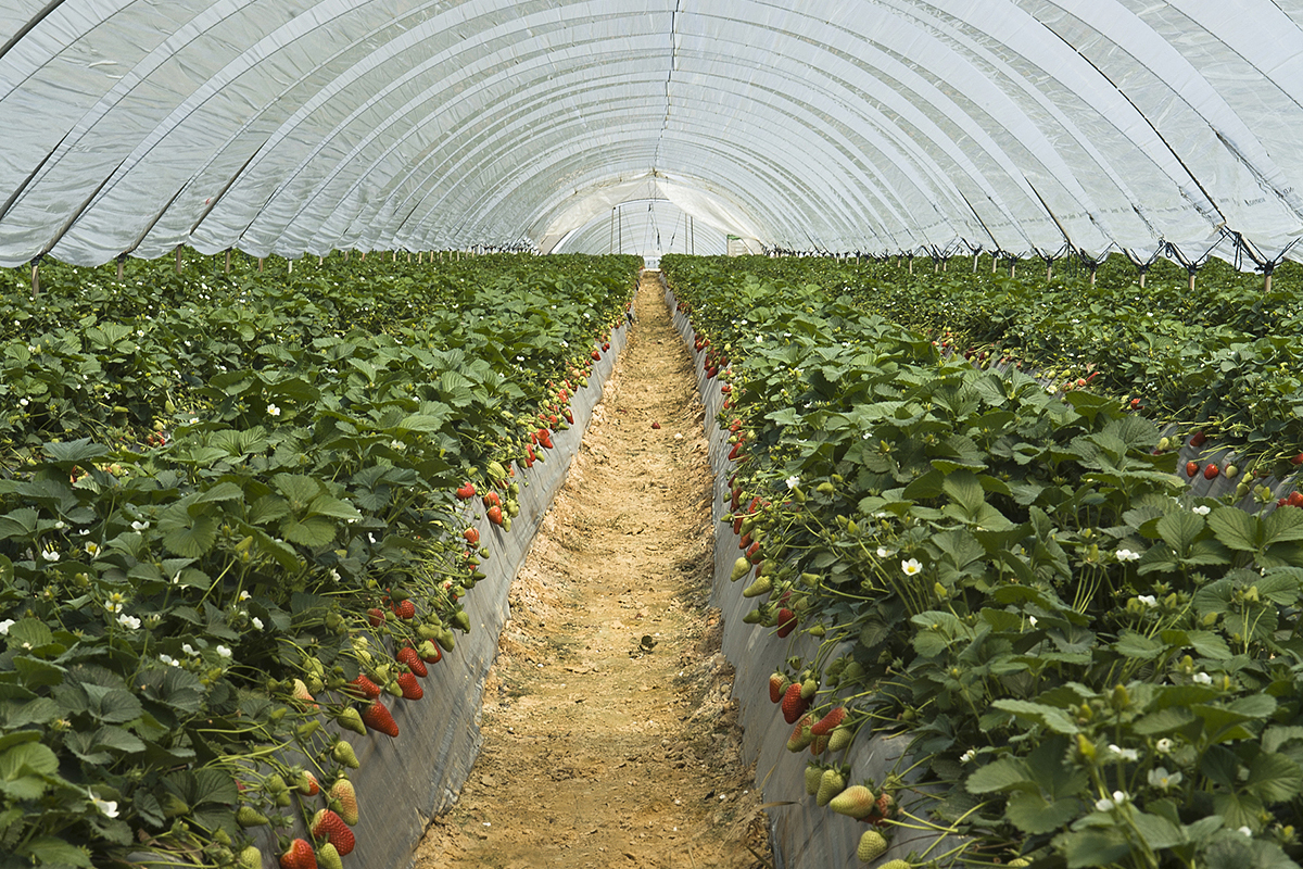 Expanding greenhouse farming in Penjikent, Tajikistan