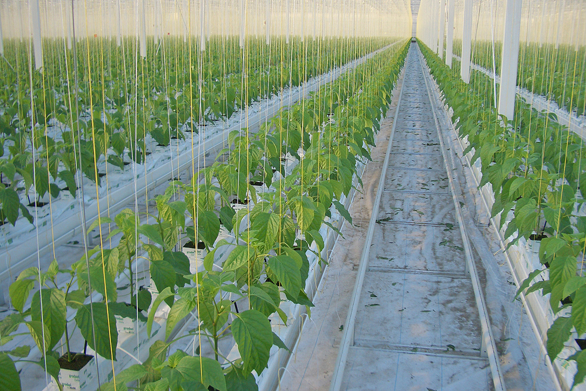 Cyprus Crops Cyprus unveils €60 million plan to modernize agriculture and to support ...