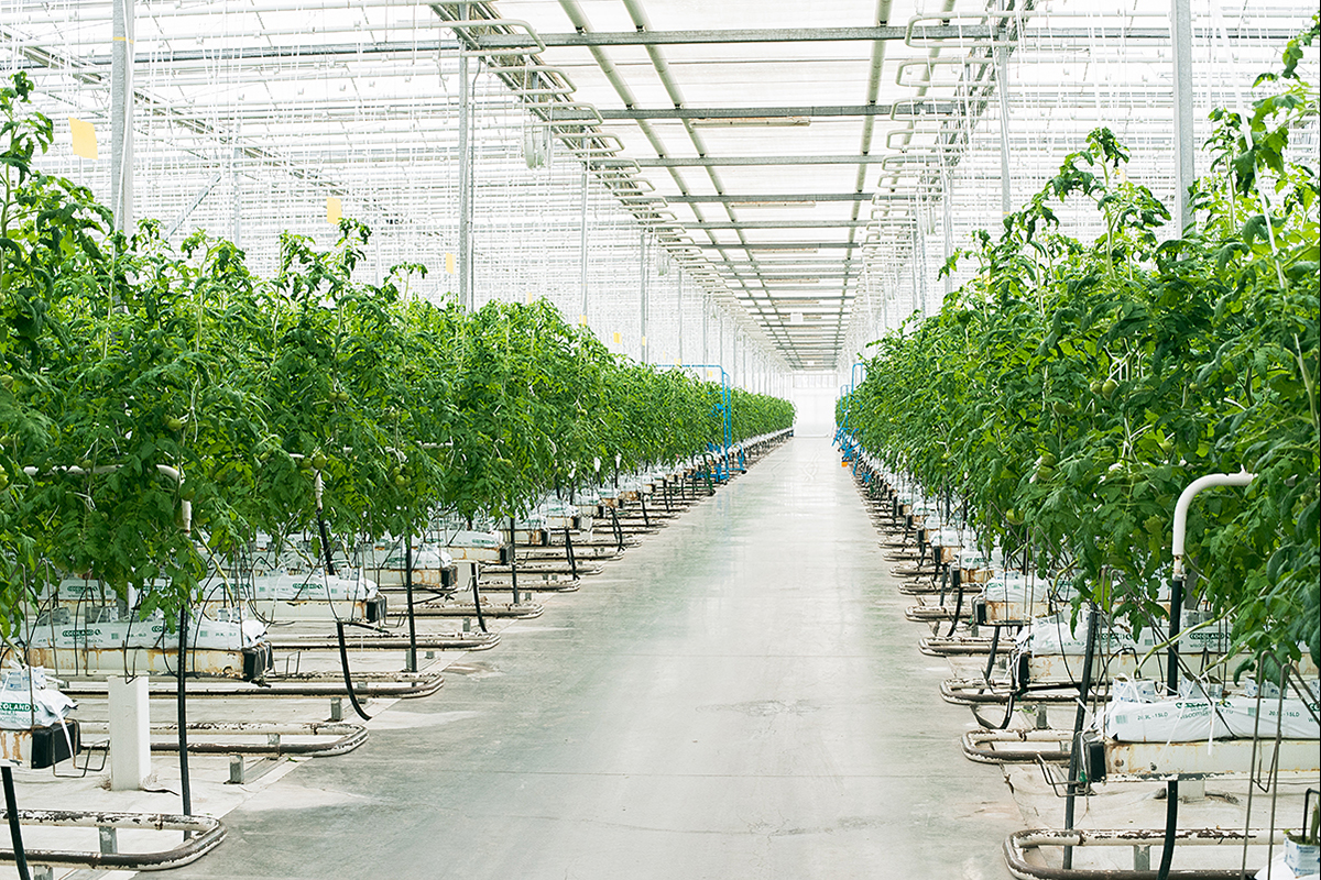 Uien voor het eerst grootste groentegewas in Duitsland