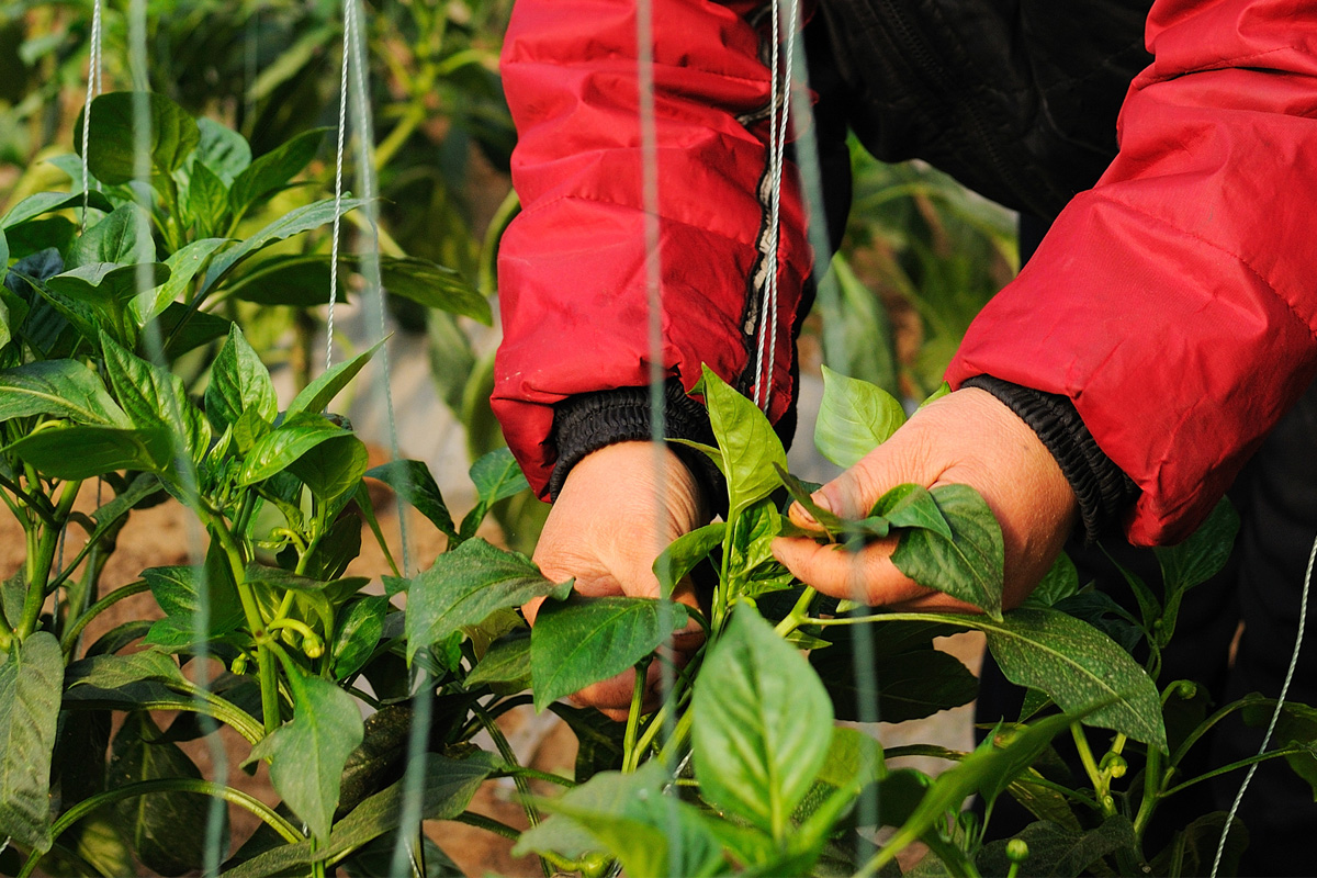 Almeria is considering a biological shutdown of its greenhouses due to the spread of Thrips parvispinus