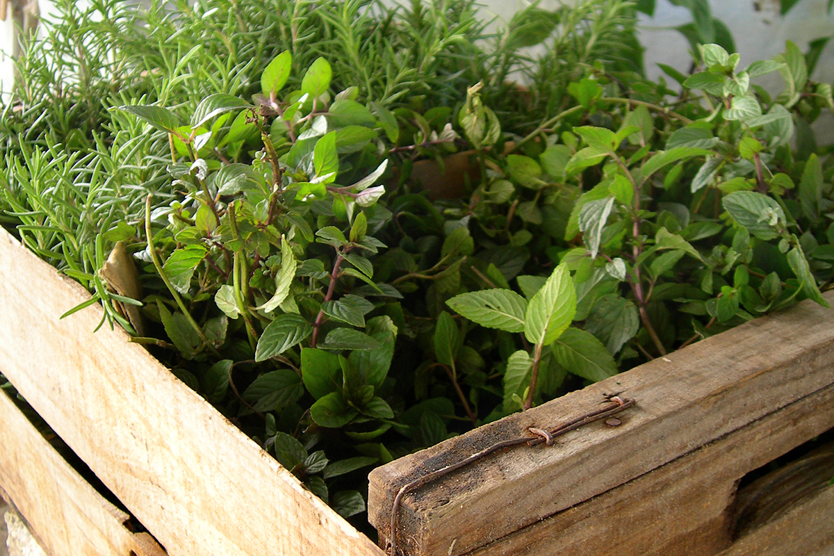 Экспорт лекарственных трав из Непала вырос на 33% за семь месяцев