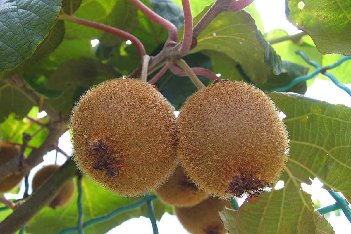 Фермер из Новой Зеландии получил награду за заслуги в садоводстве