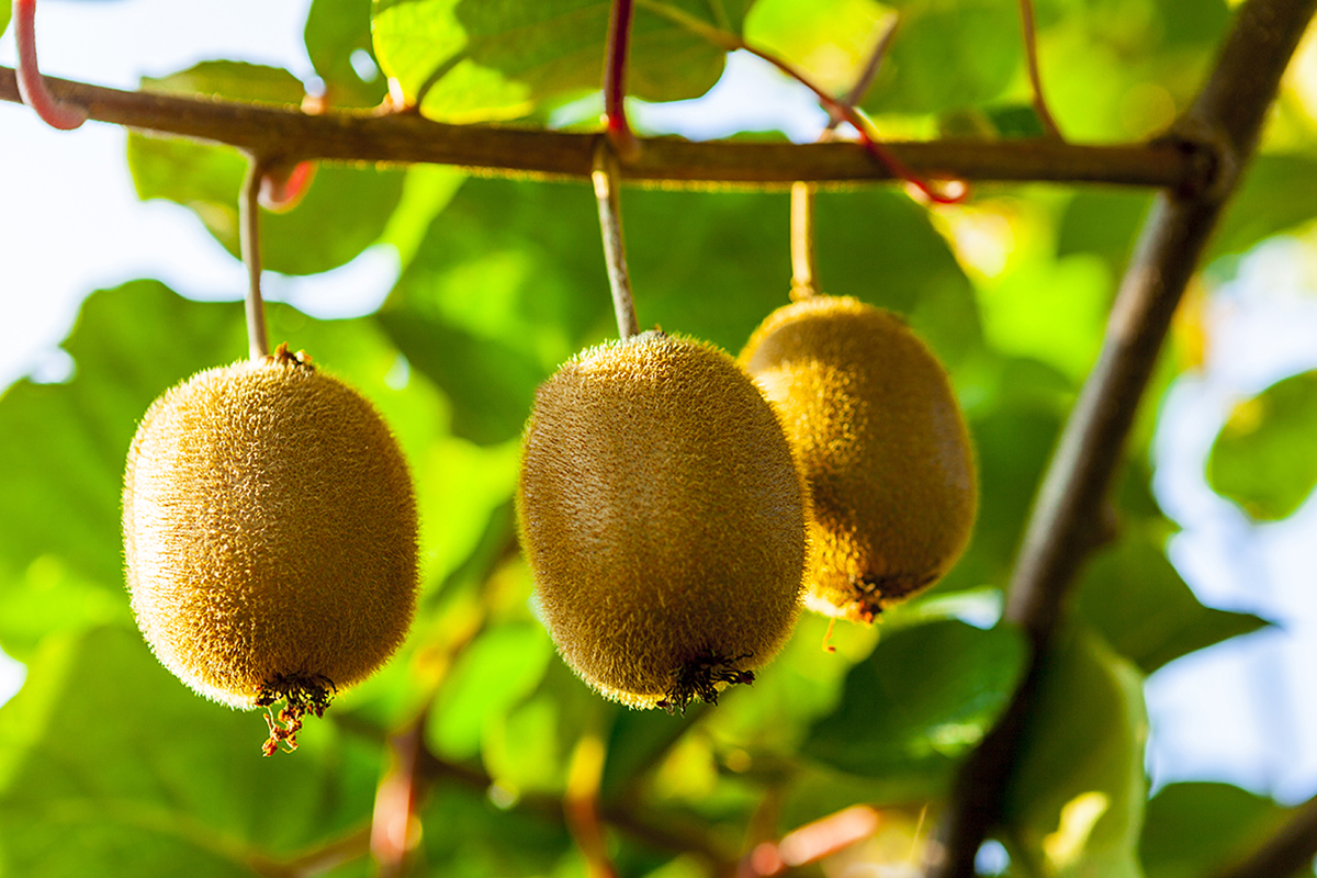Kiwifruit sector is trending in New Zealand - Vimarsana News