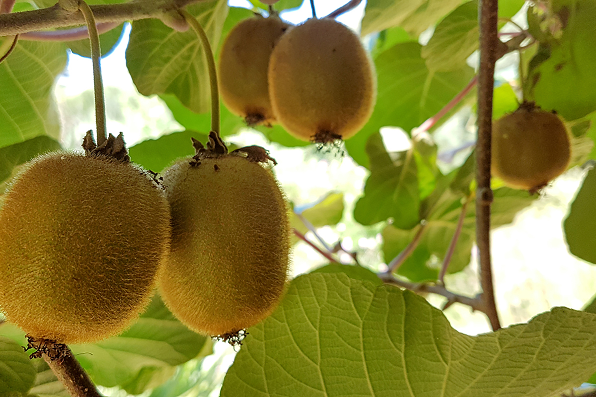 Le Vietnam autorise les kiwis grecs à accéder à son marché intérieur — free download