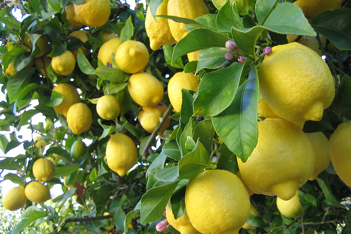 Greenhouses to boost Tajikistan’s lemon industry, and economic growth